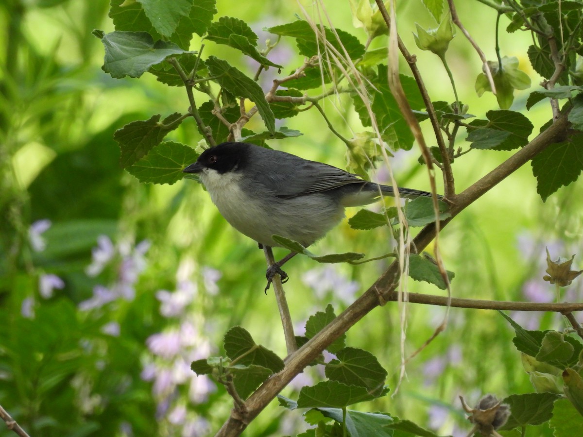 Black-capped Warbling Finch - ML644869396