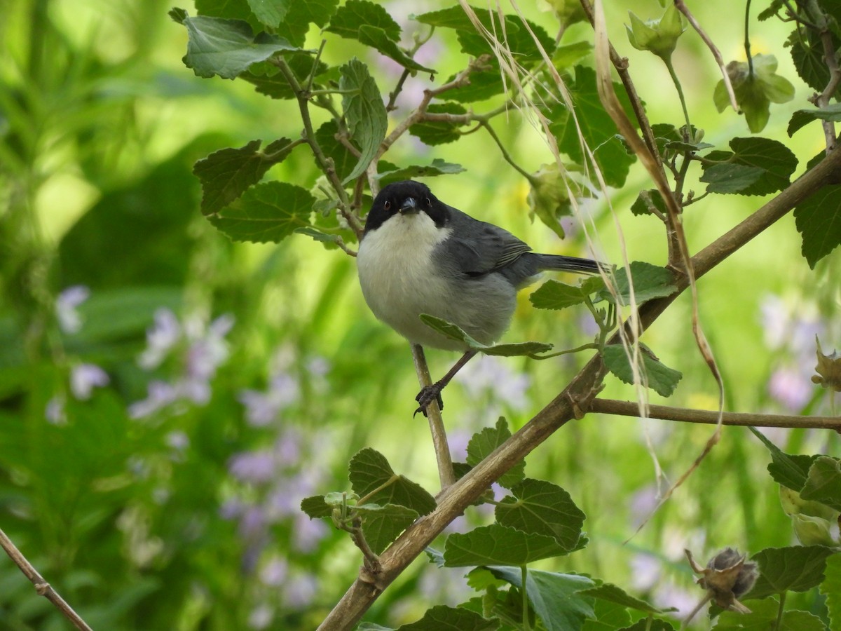 Black-capped Warbling Finch - ML644869397