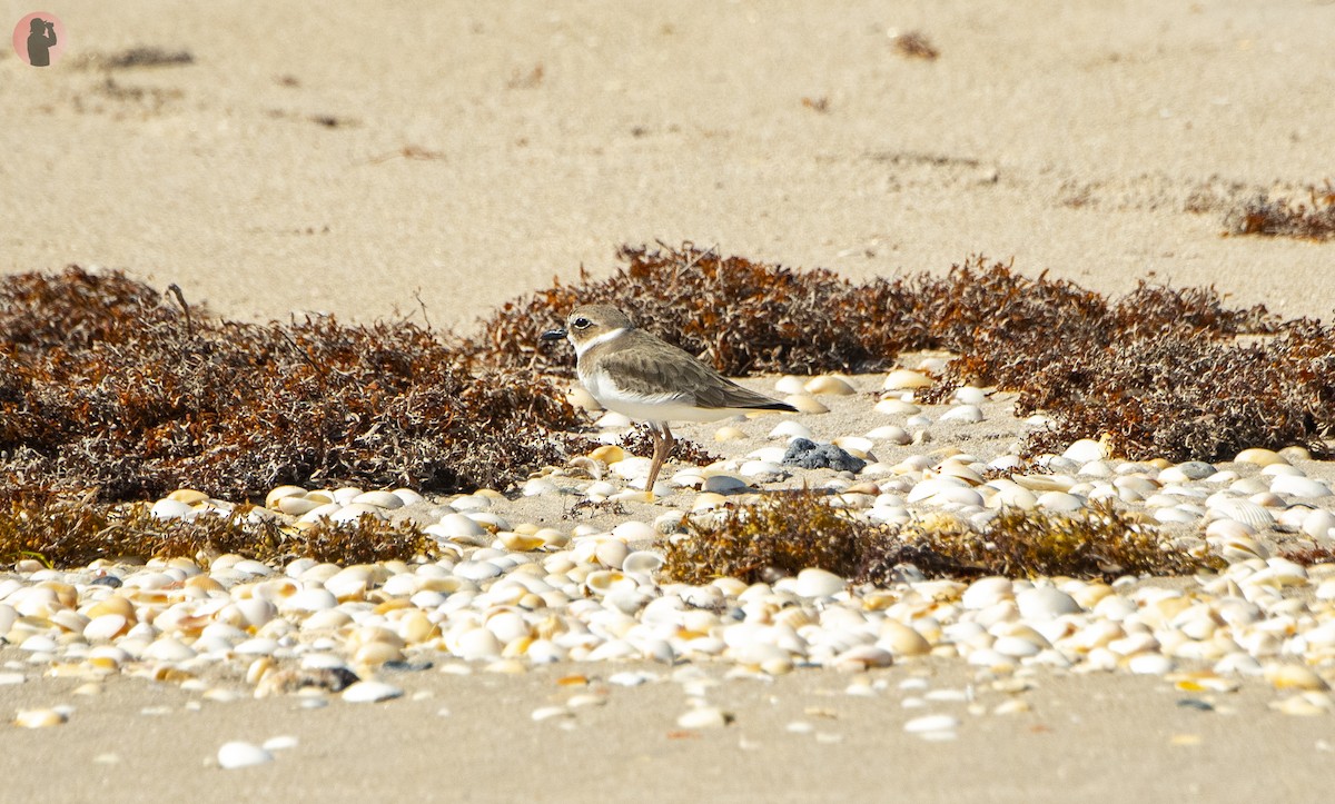 Wilson's Plover - ML644869402