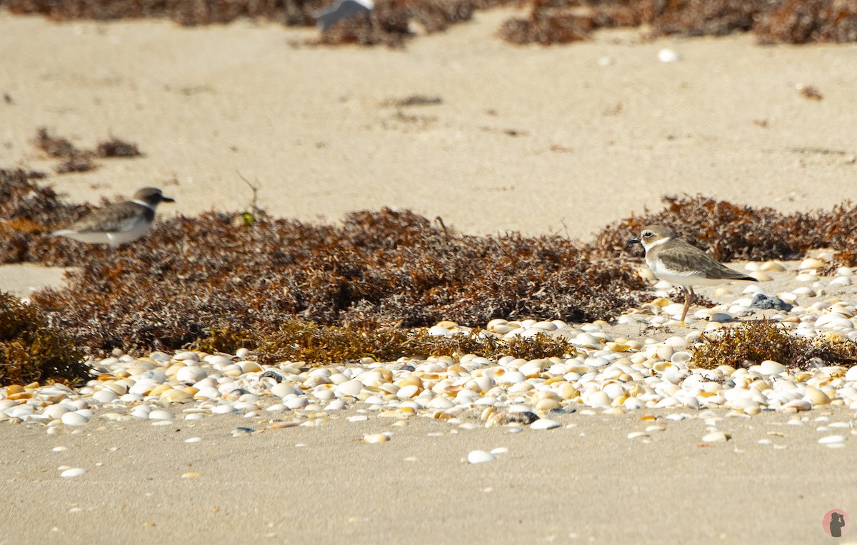 Wilson's Plover - ML644869403