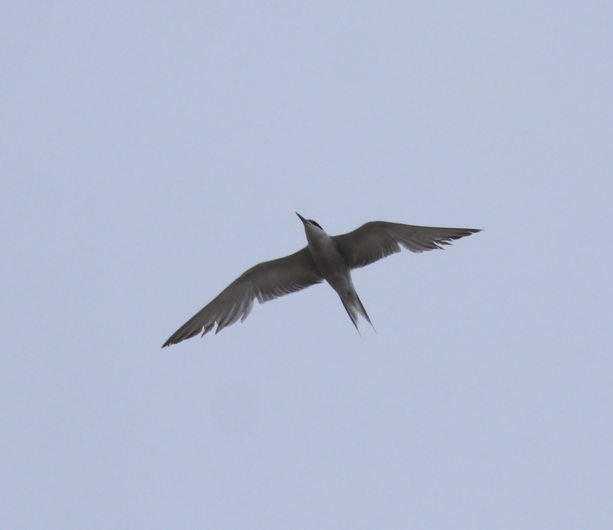 rybák obecný - ML644869415