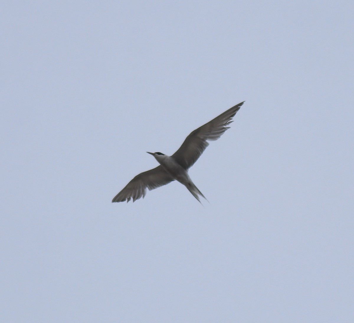 rybák obecný - ML644869416