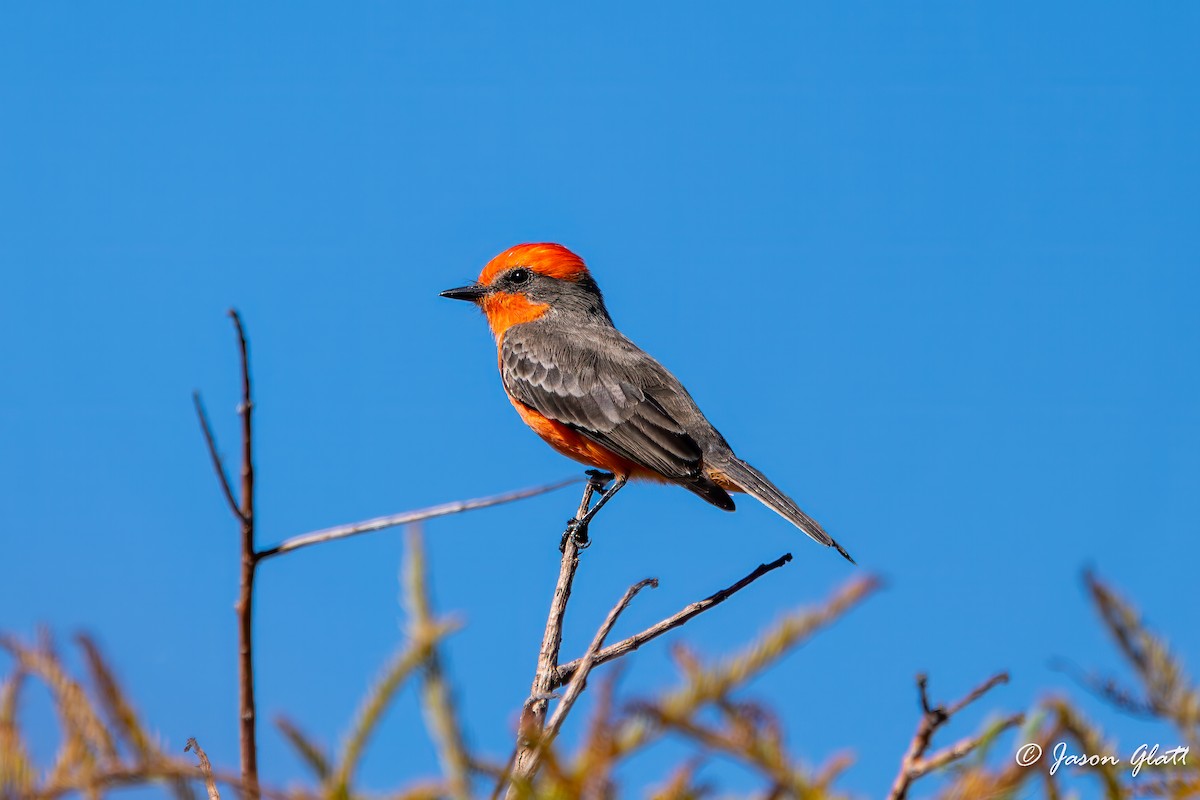 Vermilion Flycatcher - ML644869442
