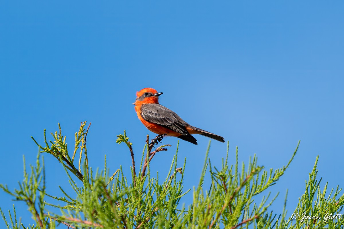 Vermilion Flycatcher - ML644869443