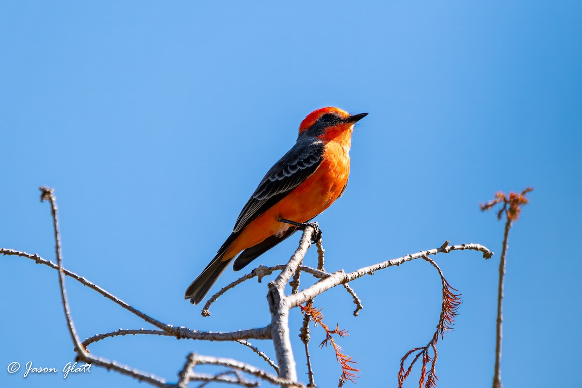 Vermilion Flycatcher - ML644869444