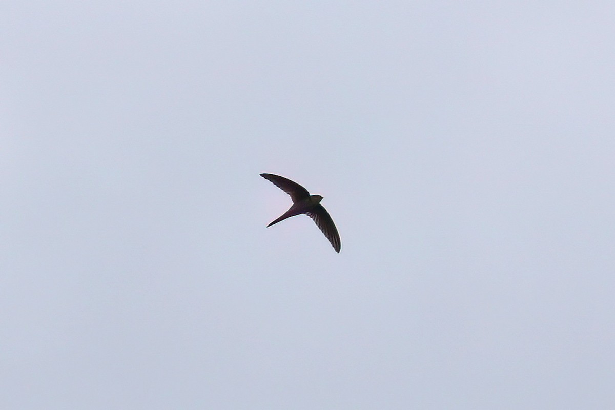 Asian Palm Swift - ML644869459