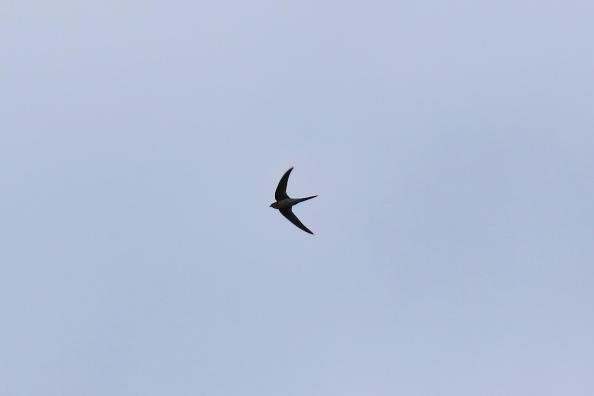 Asian Palm Swift - ML644869460