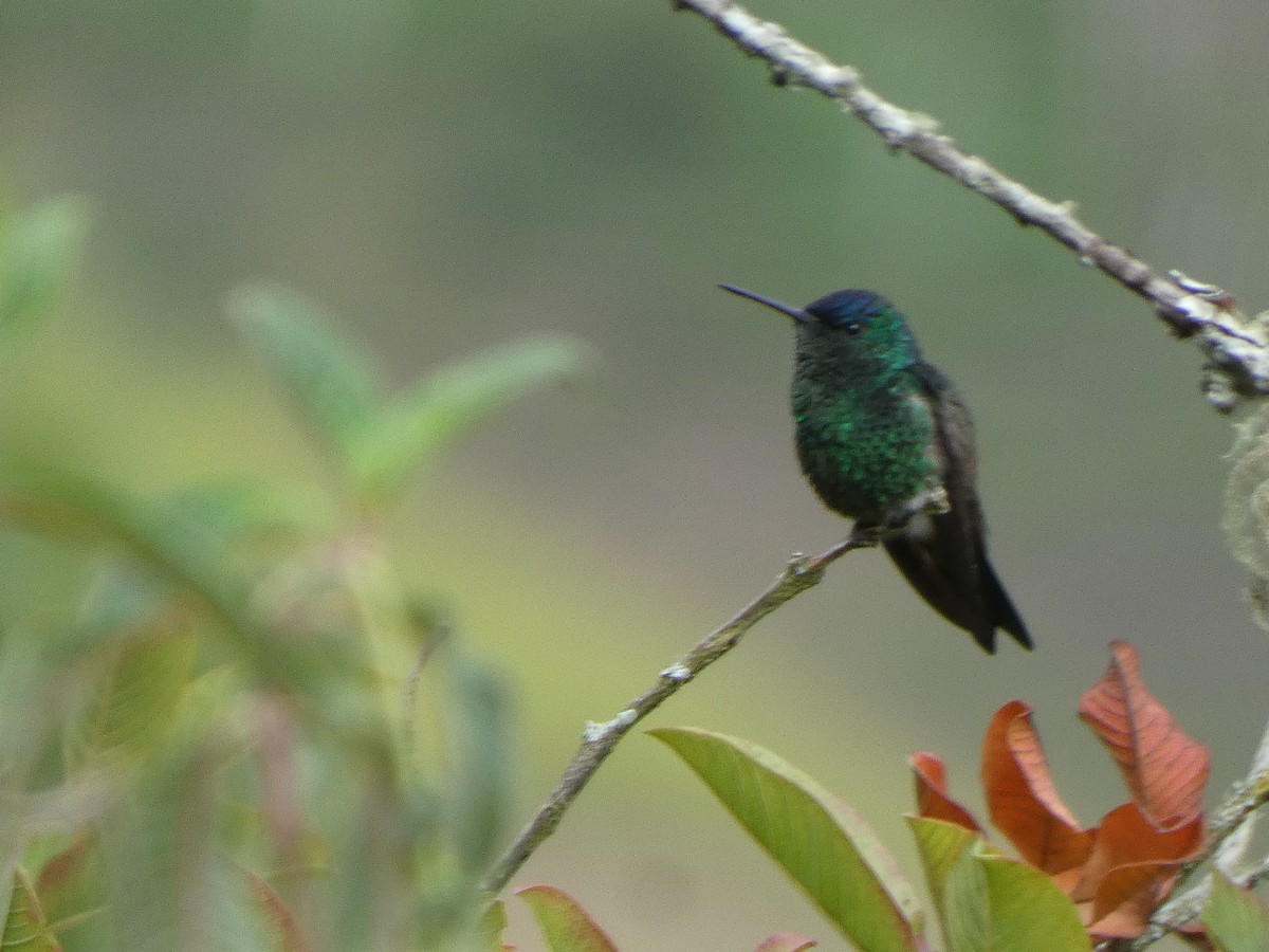 Indigo-capped Hummingbird - ML644869461