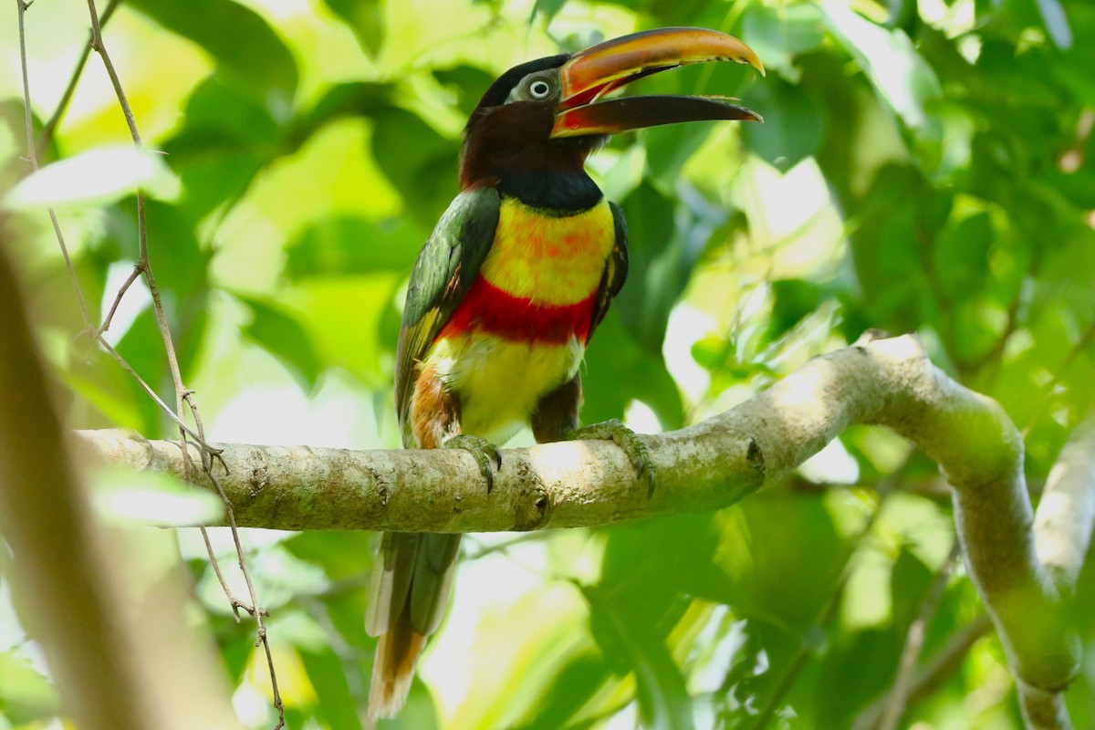 arassari hnědouchý - ML644869500