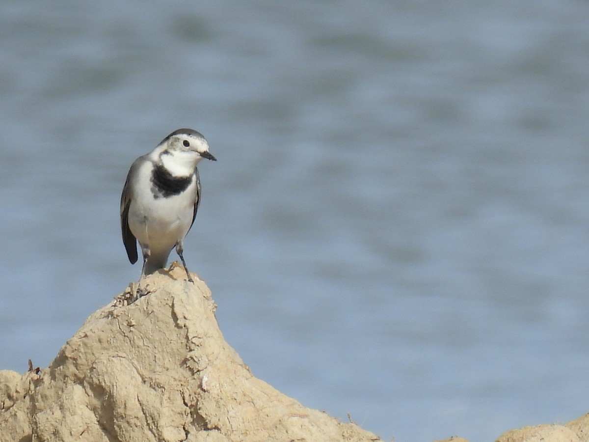 konipas bílý - ML644869554