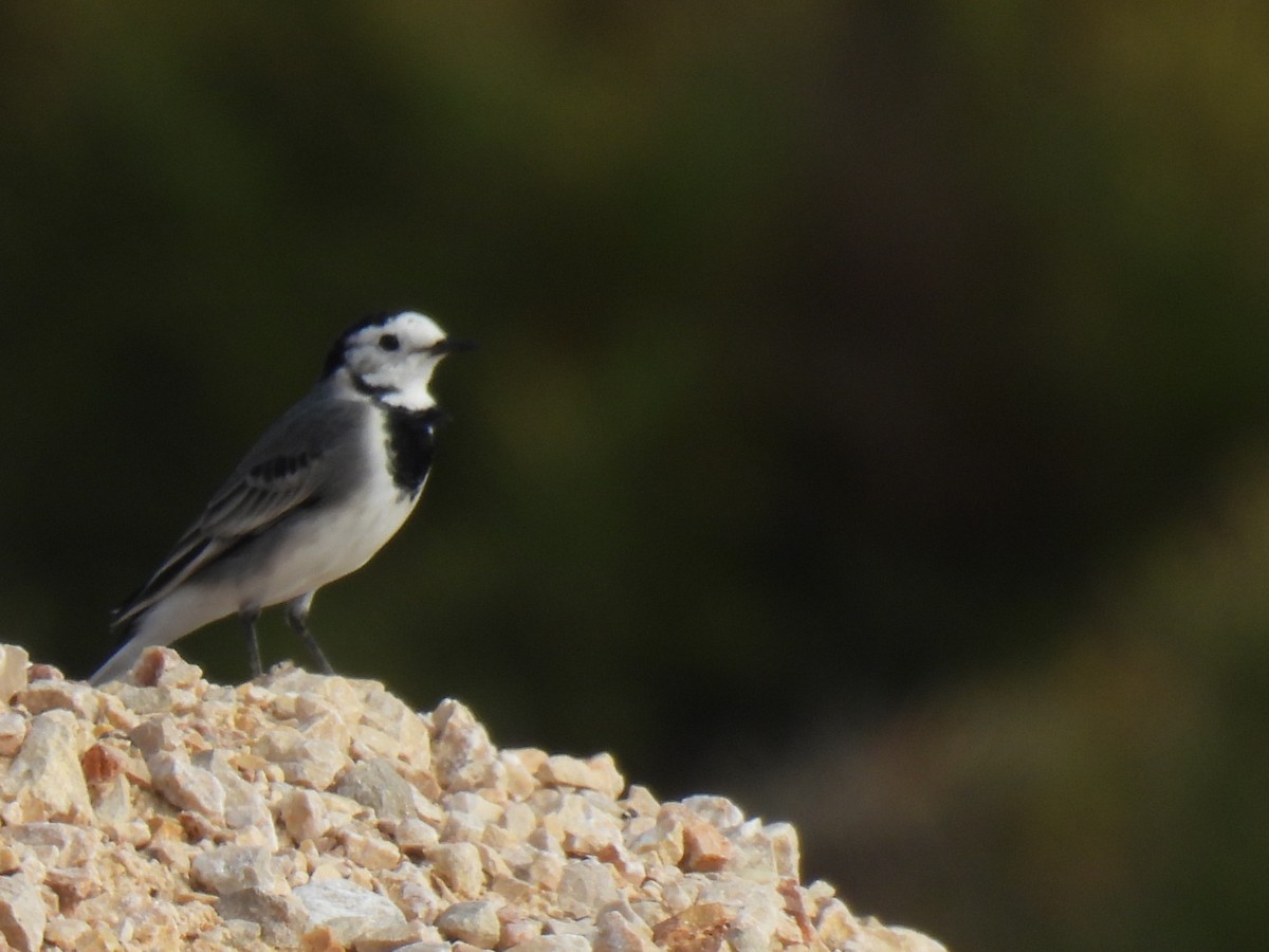 konipas bílý - ML644869560