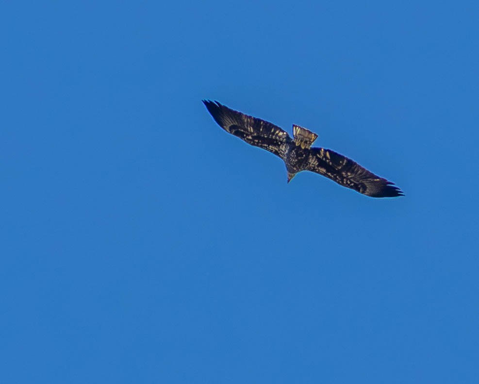 Орлан білоголовий - ML644869570