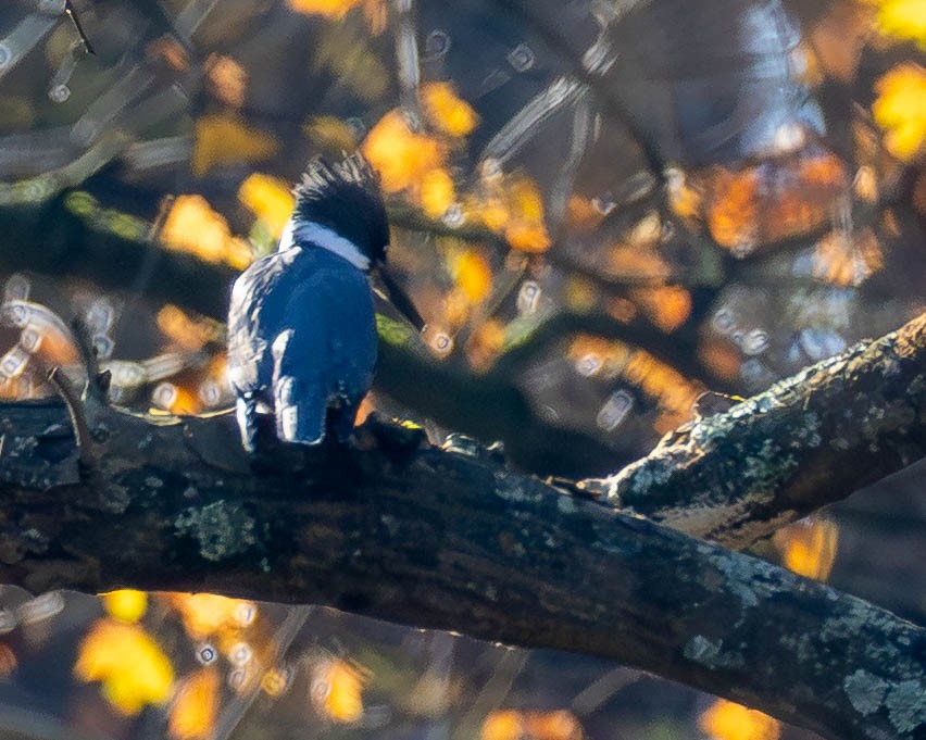 Martin handi iparramerikarra - ML644869582