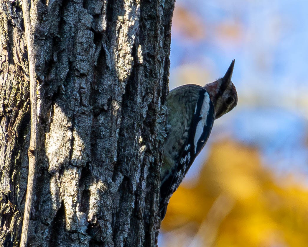 kanadasevjespett - ML644869585