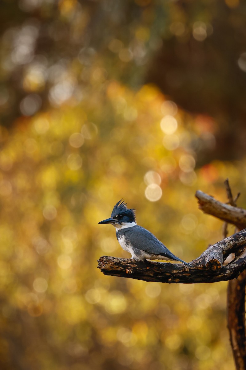 Martin handi iparramerikarra - ML644869586