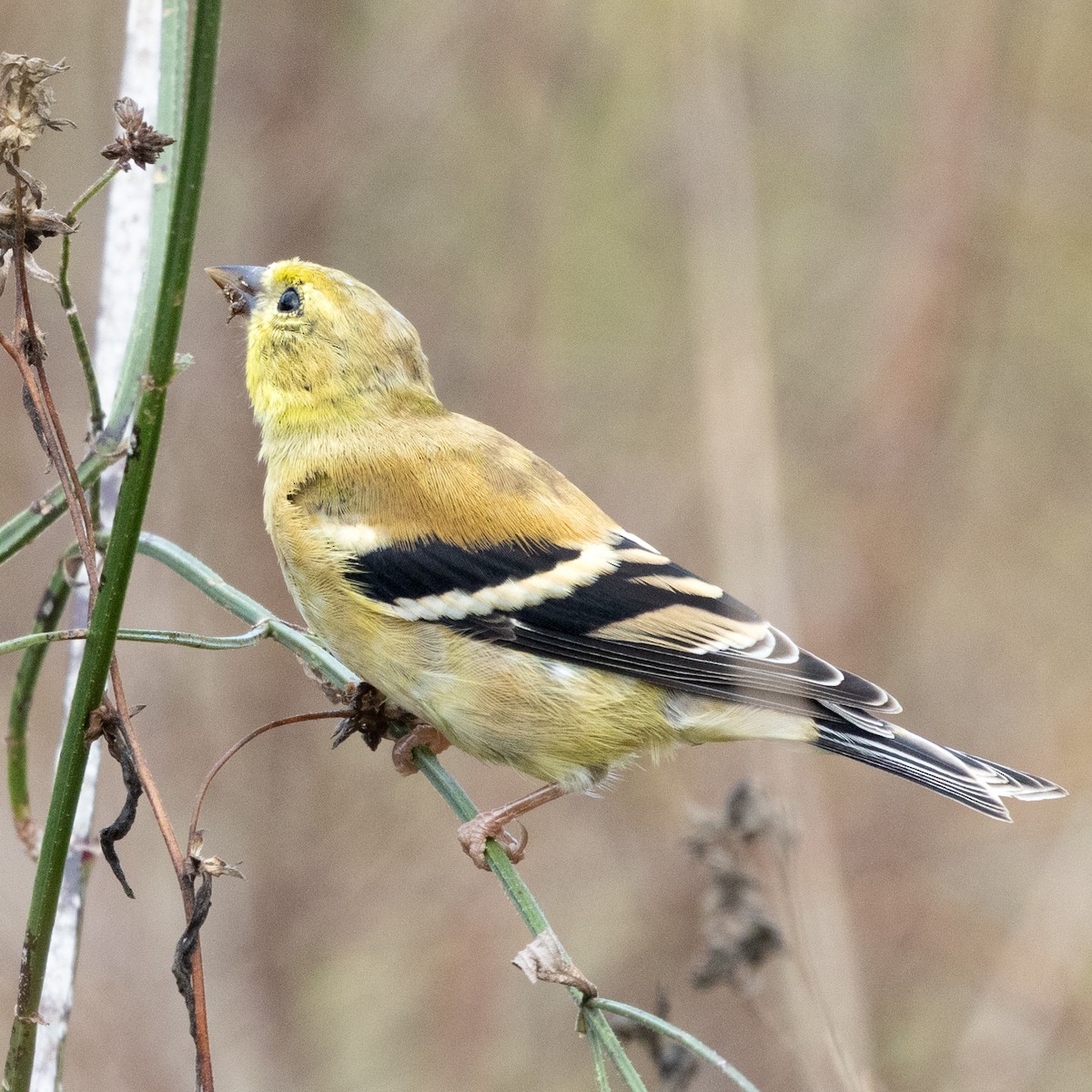 Altın İskete - ML644869598