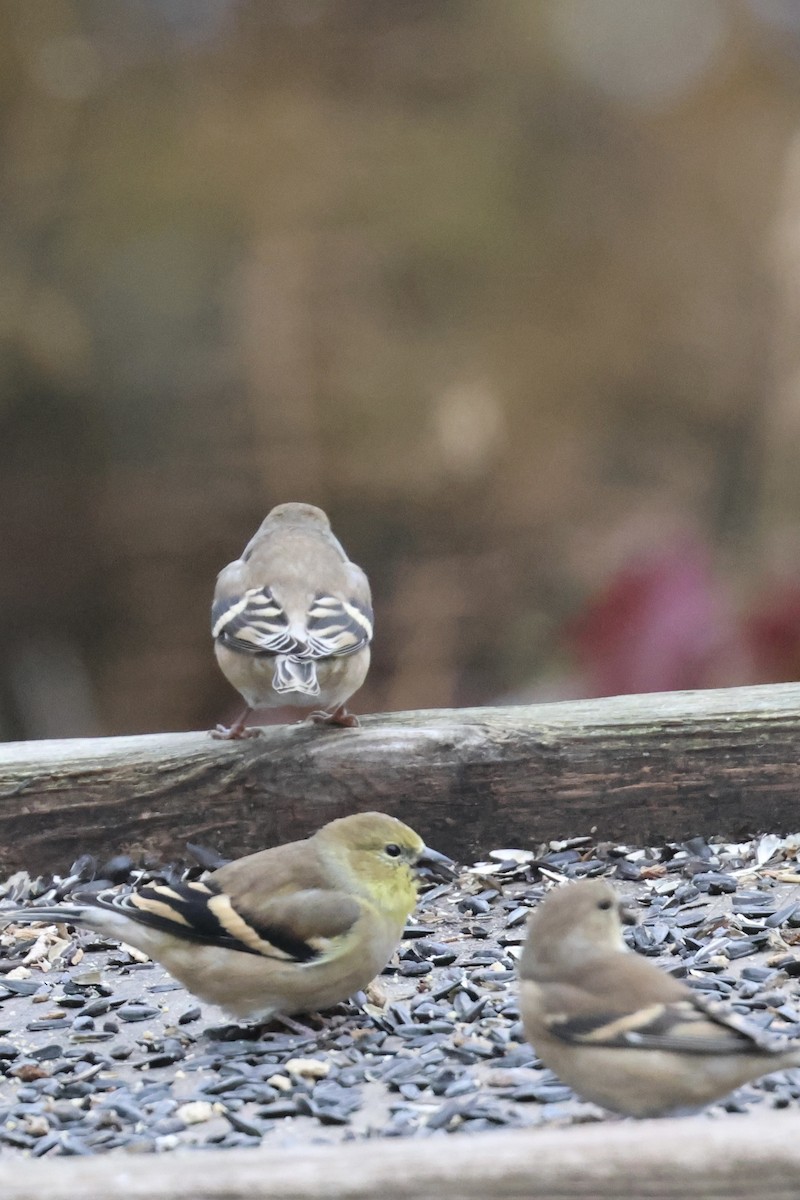 Altın İskete - ML644869611