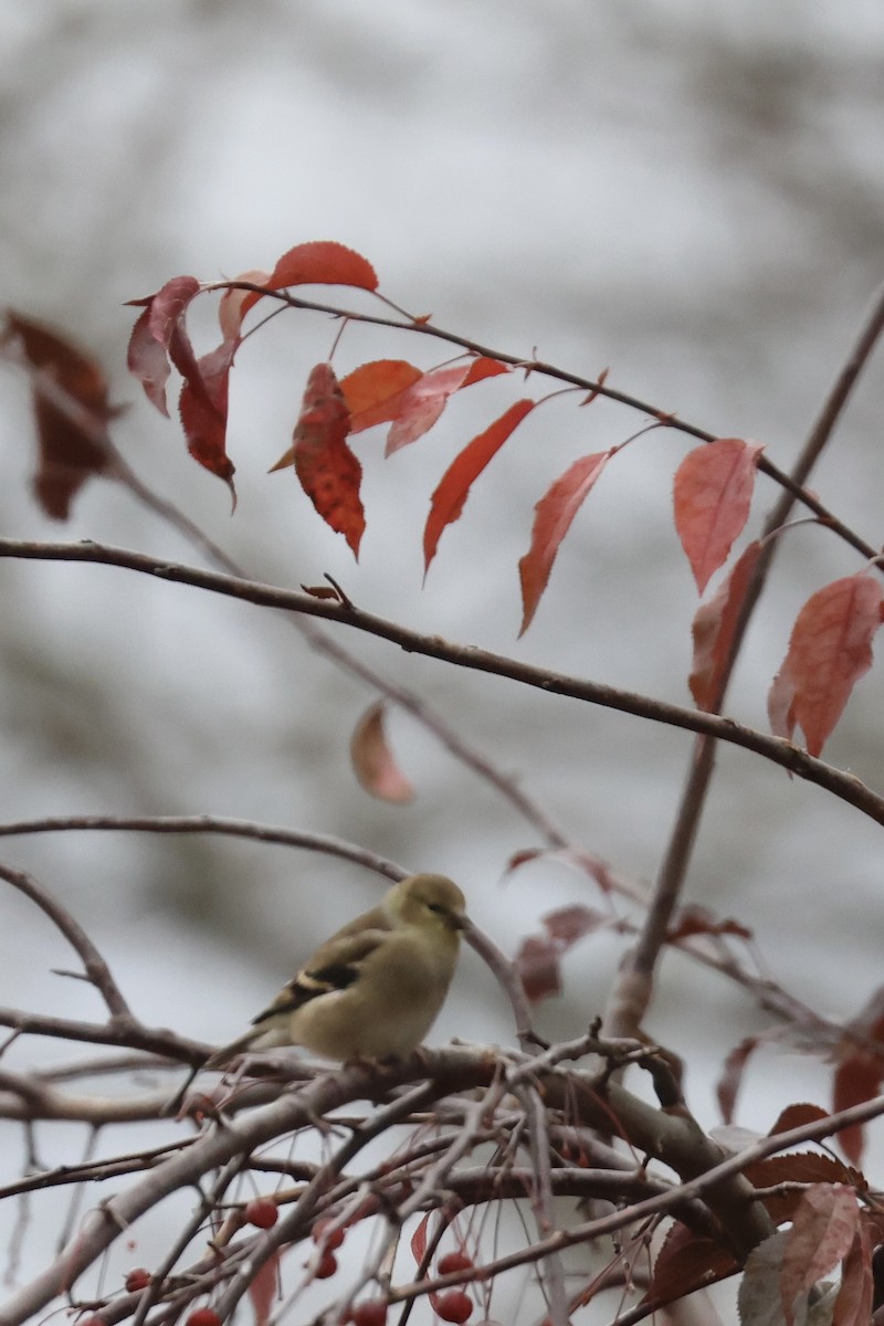 Altın İskete - ML644869612