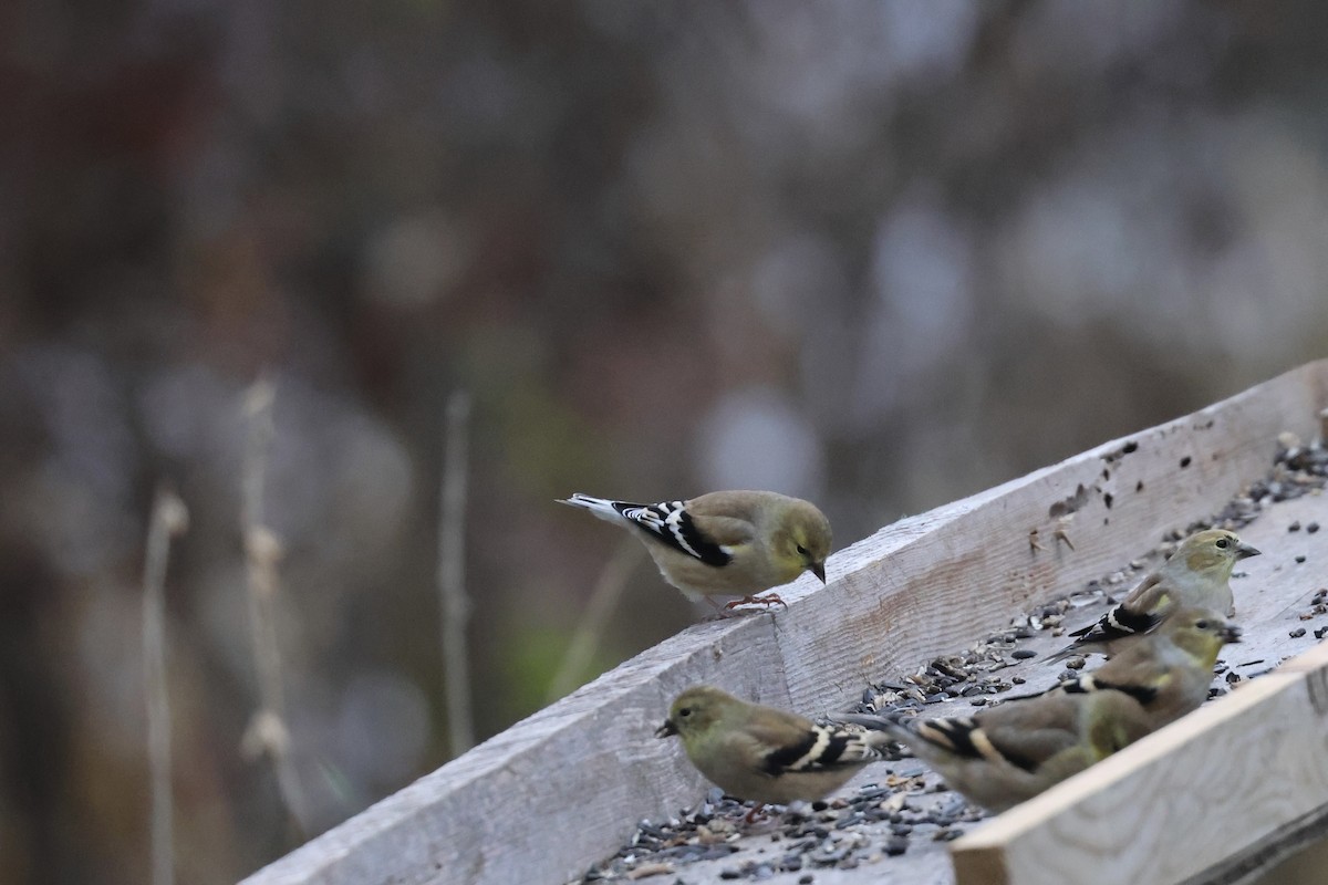 Altın İskete - ML644869613