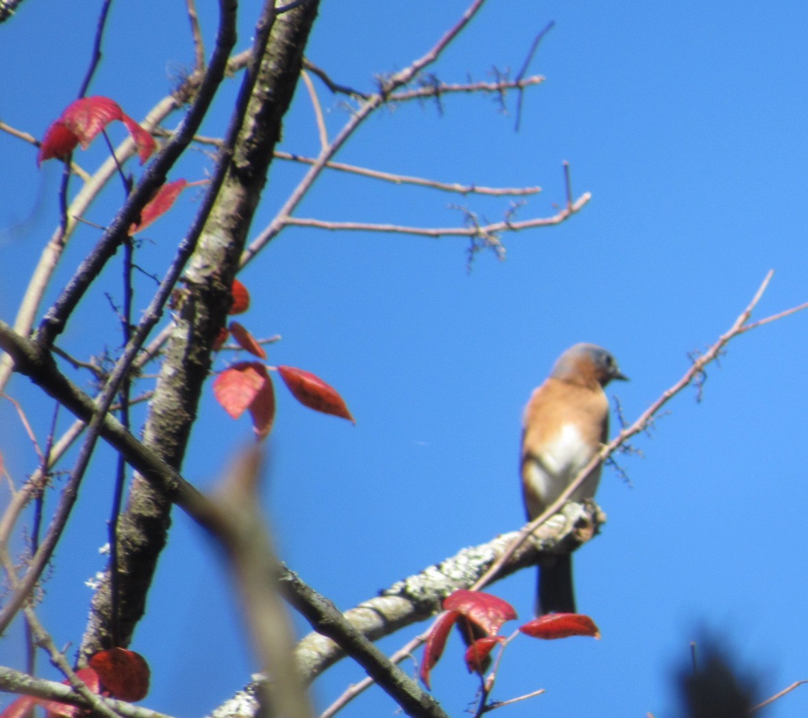 Eastern Bluebird - ML644869616
