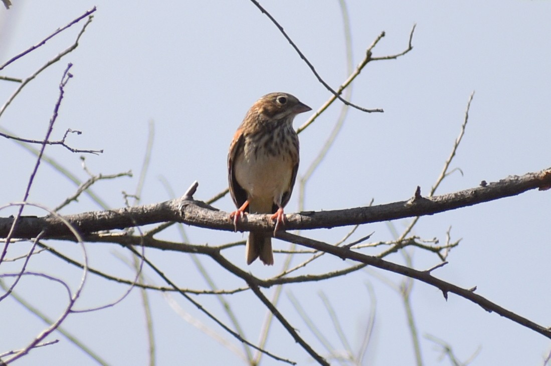 Vesper Sparrow - ML644869620