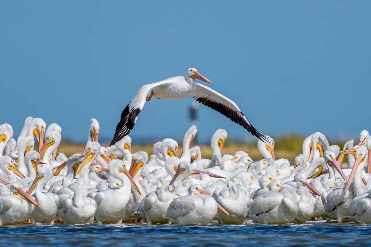 American White Pelican - ML644869621