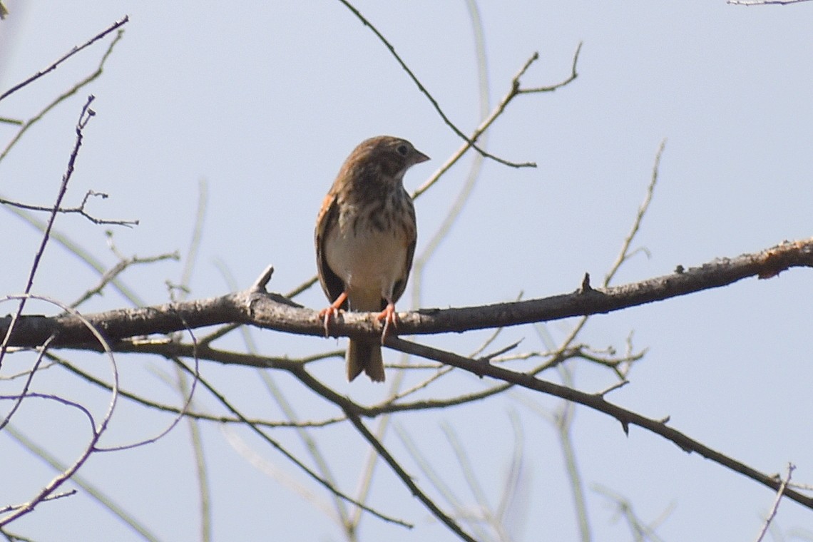 Vesper Sparrow - ML644869623