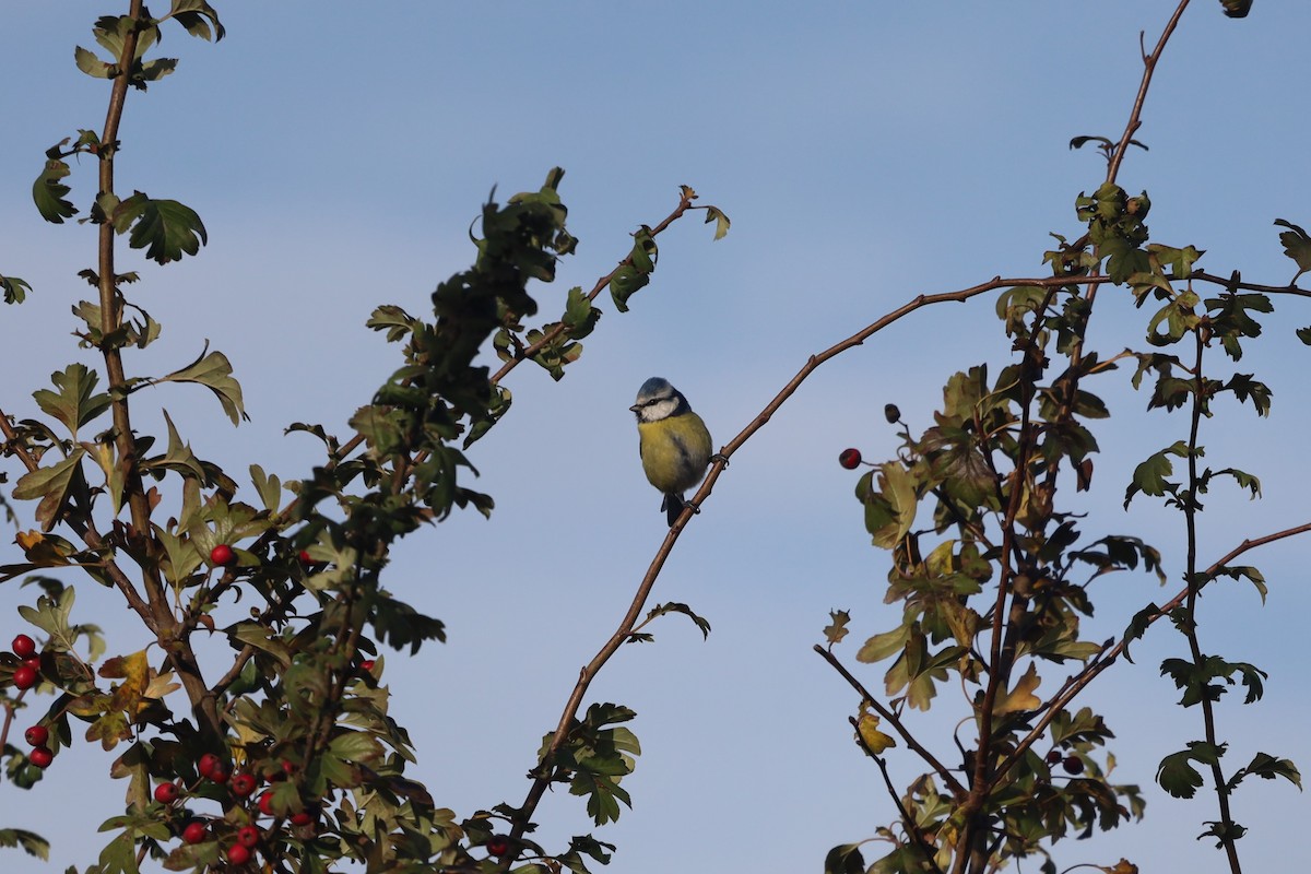 Herrerillo Común - ML644869627