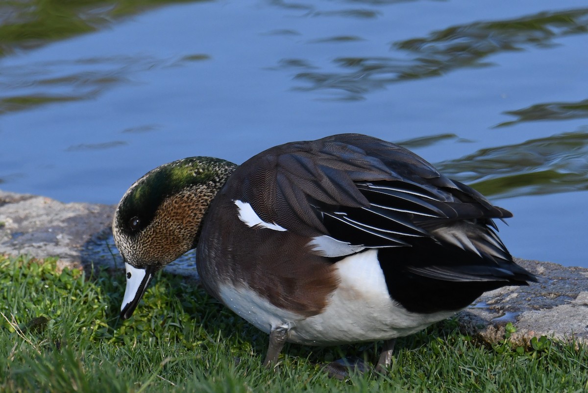 American Wigeon - ML644869628