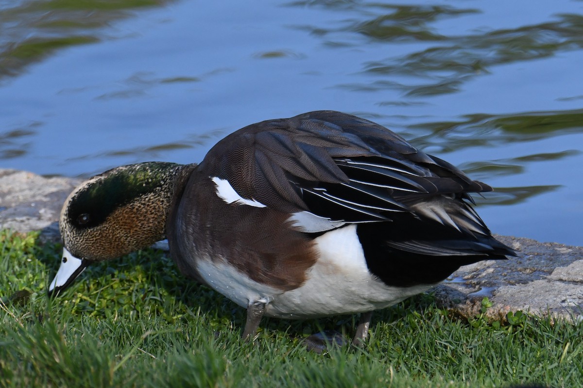 American Wigeon - ML644869629