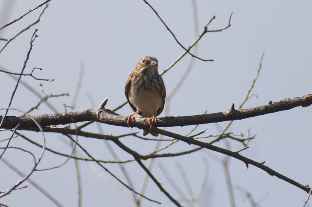 Vesper Sparrow - ML644869632