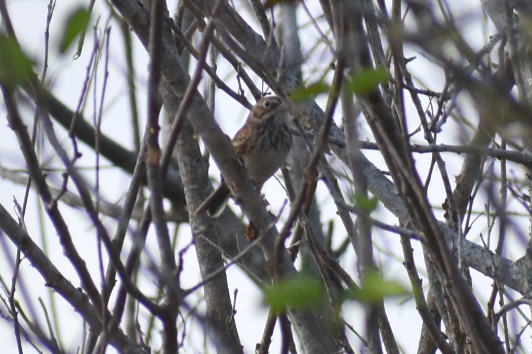 Vesper Sparrow - ML644869638