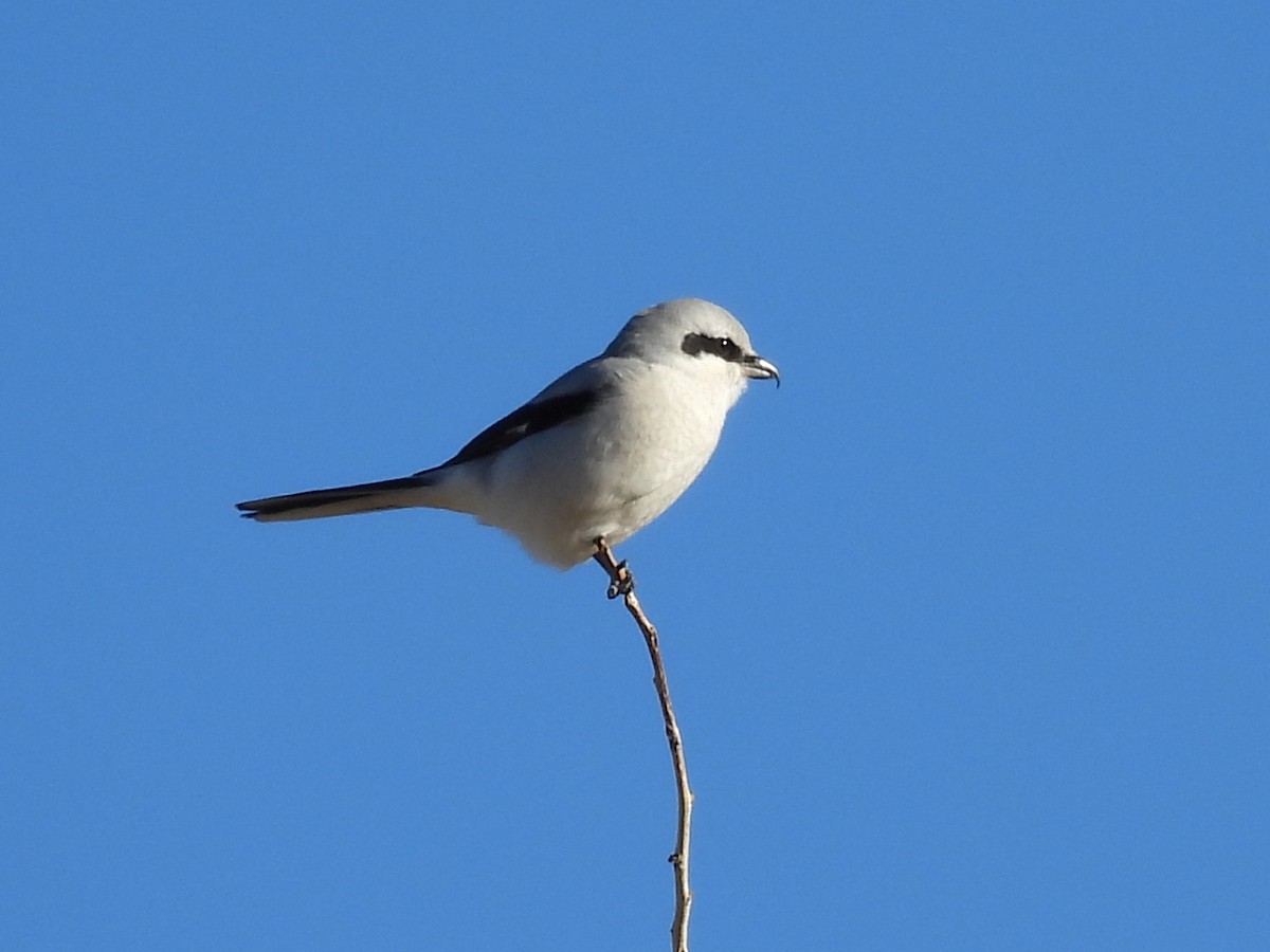 ťuhýk severní - ML644869650