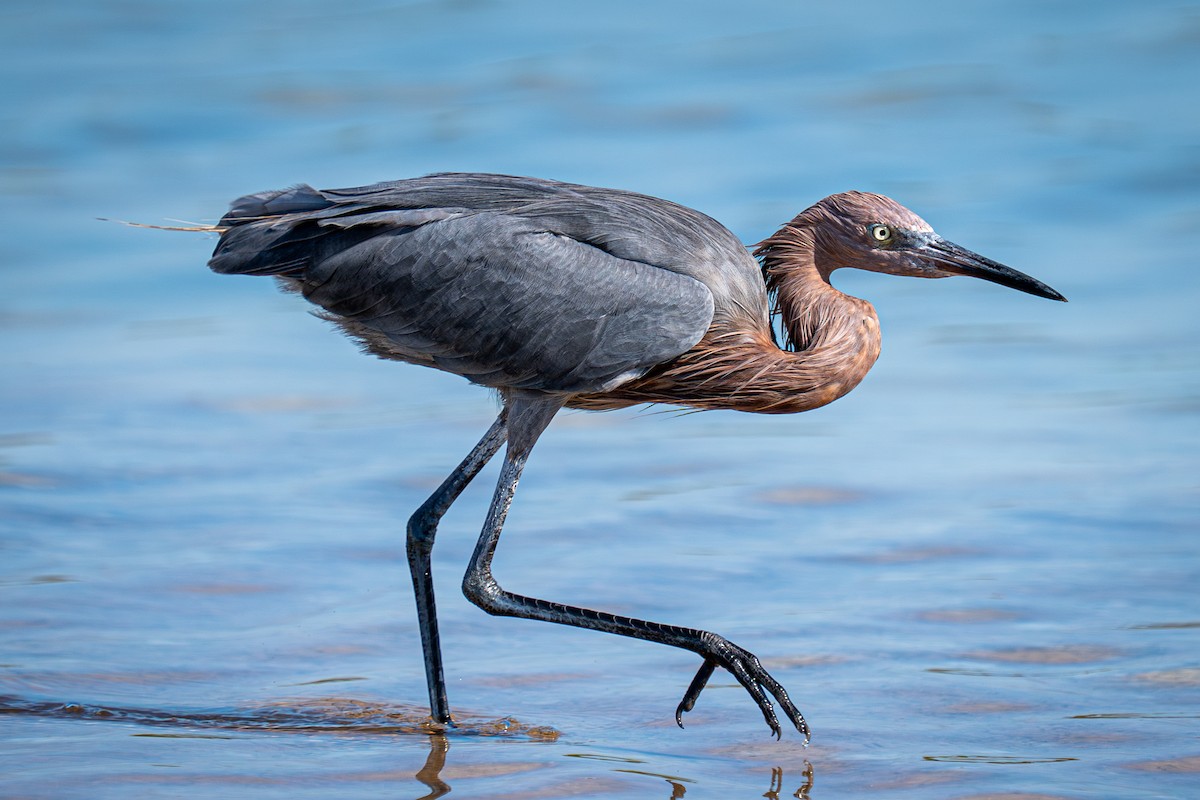 Reddish Egret - ML644869677