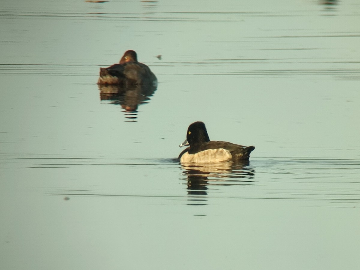 Ring-necked Duck - ML644869682