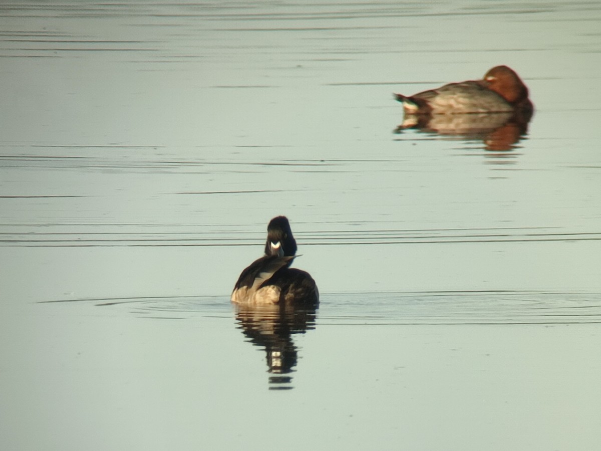 Ring-necked Duck - ML644869683