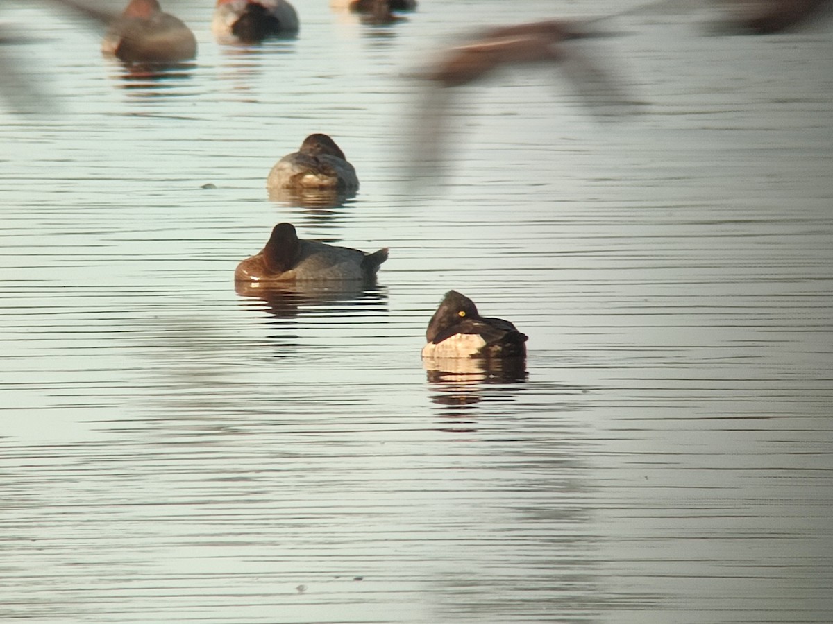 Ring-necked Duck - ML644869684