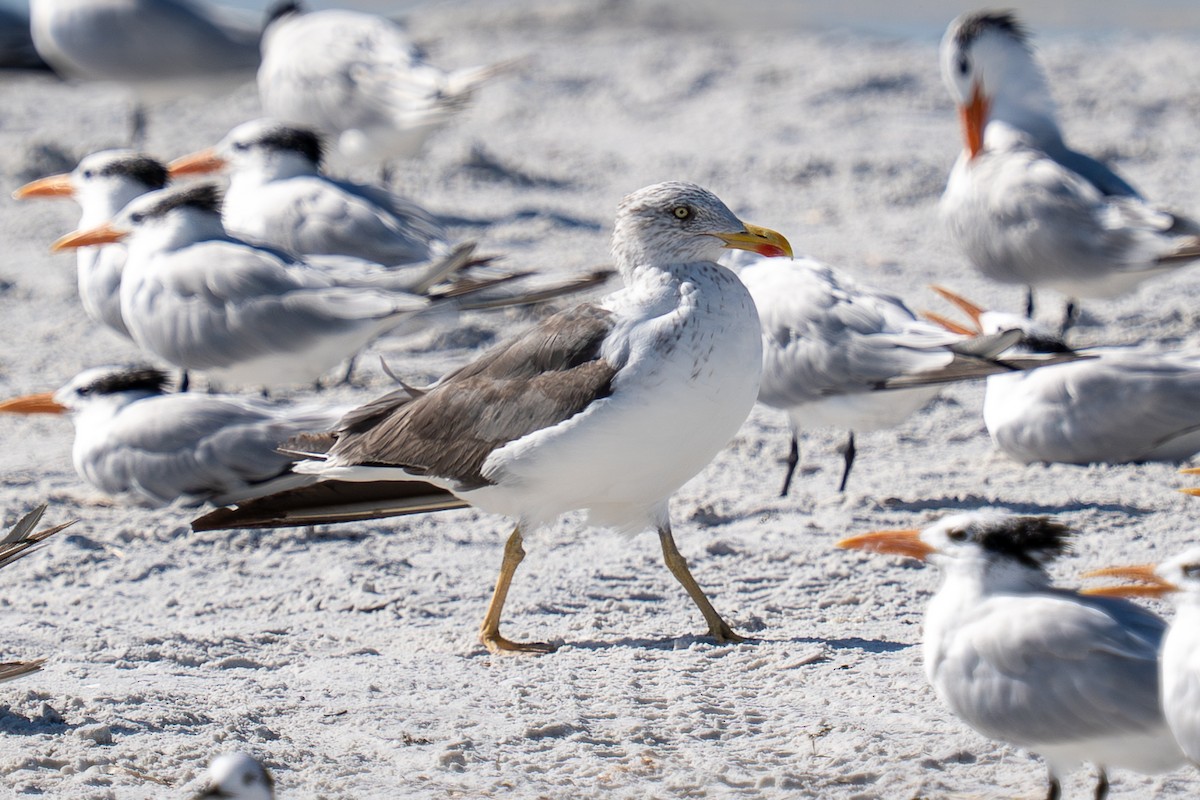 American Herring Gull - ML644869686