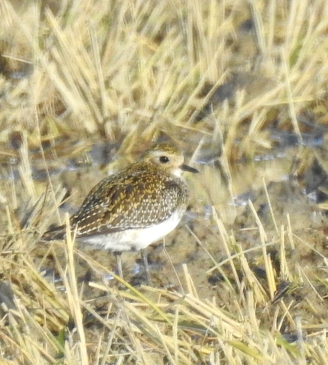 חופזי זהוב - ML644869700
