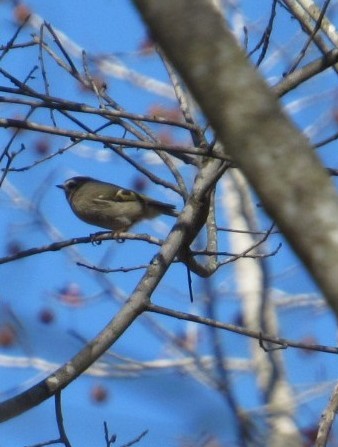 Ruby-crowned Kinglet - ML644869713