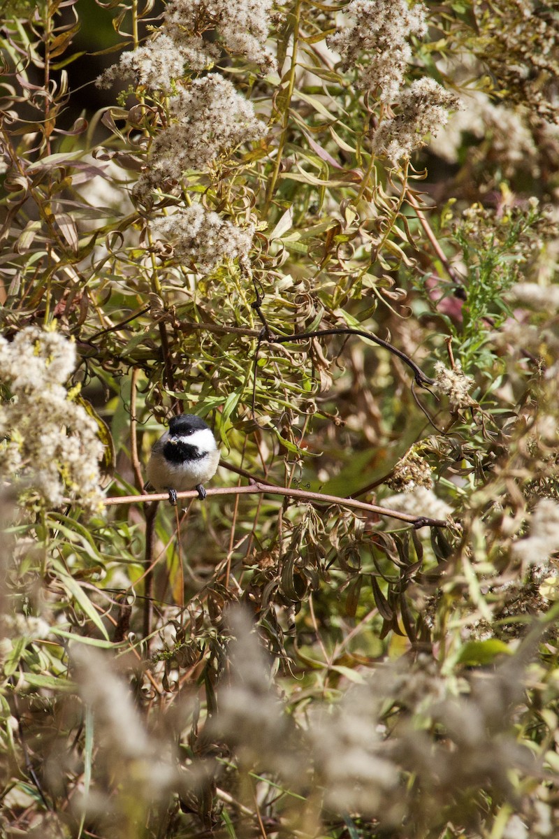 Гаїчка світлокрила - ML644869714
