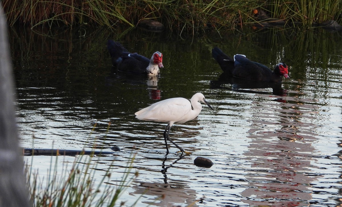 Seidenreiher - ML644869740