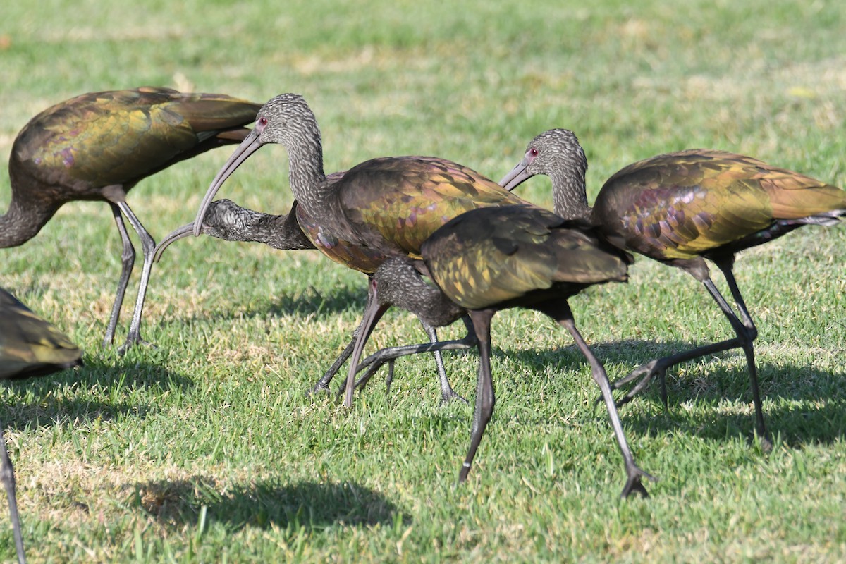 Beltzaran musuzuria - ML644869748