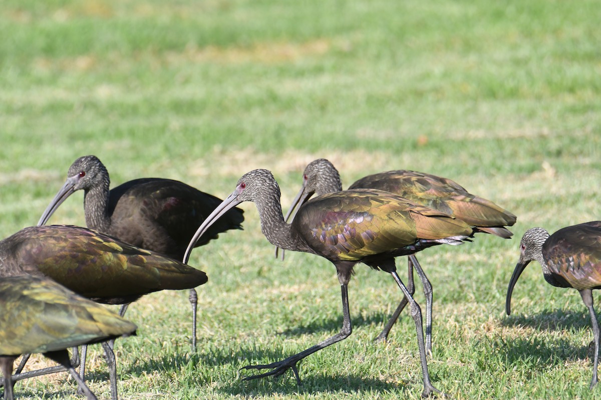 Beltzaran musuzuria - ML644869749