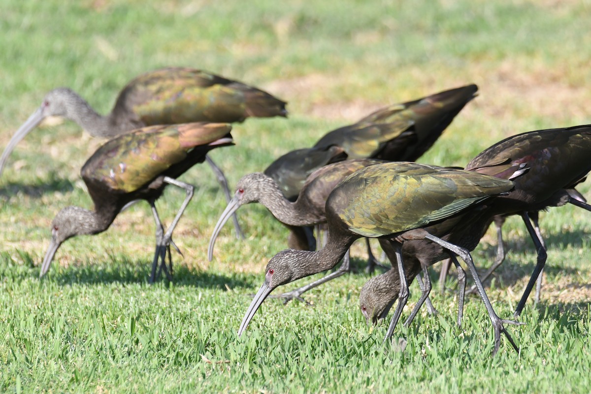 Beltzaran musuzuria - ML644869750