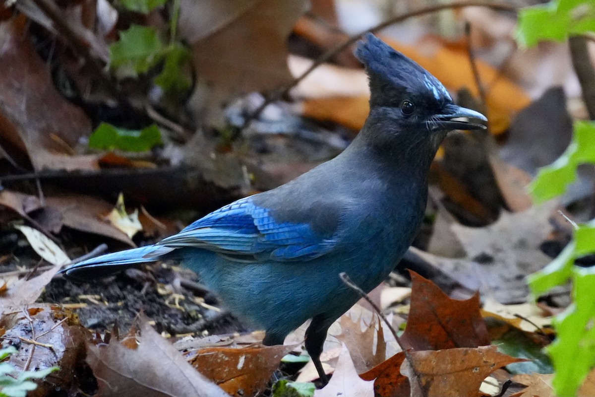 Chara de Steller - ML644869755