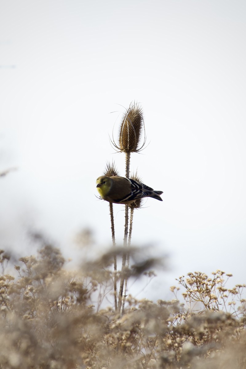 Altın İskete - ML644869760