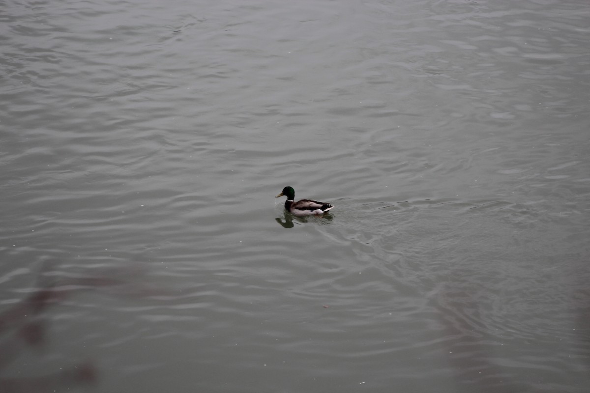 Mallard - ML644869770