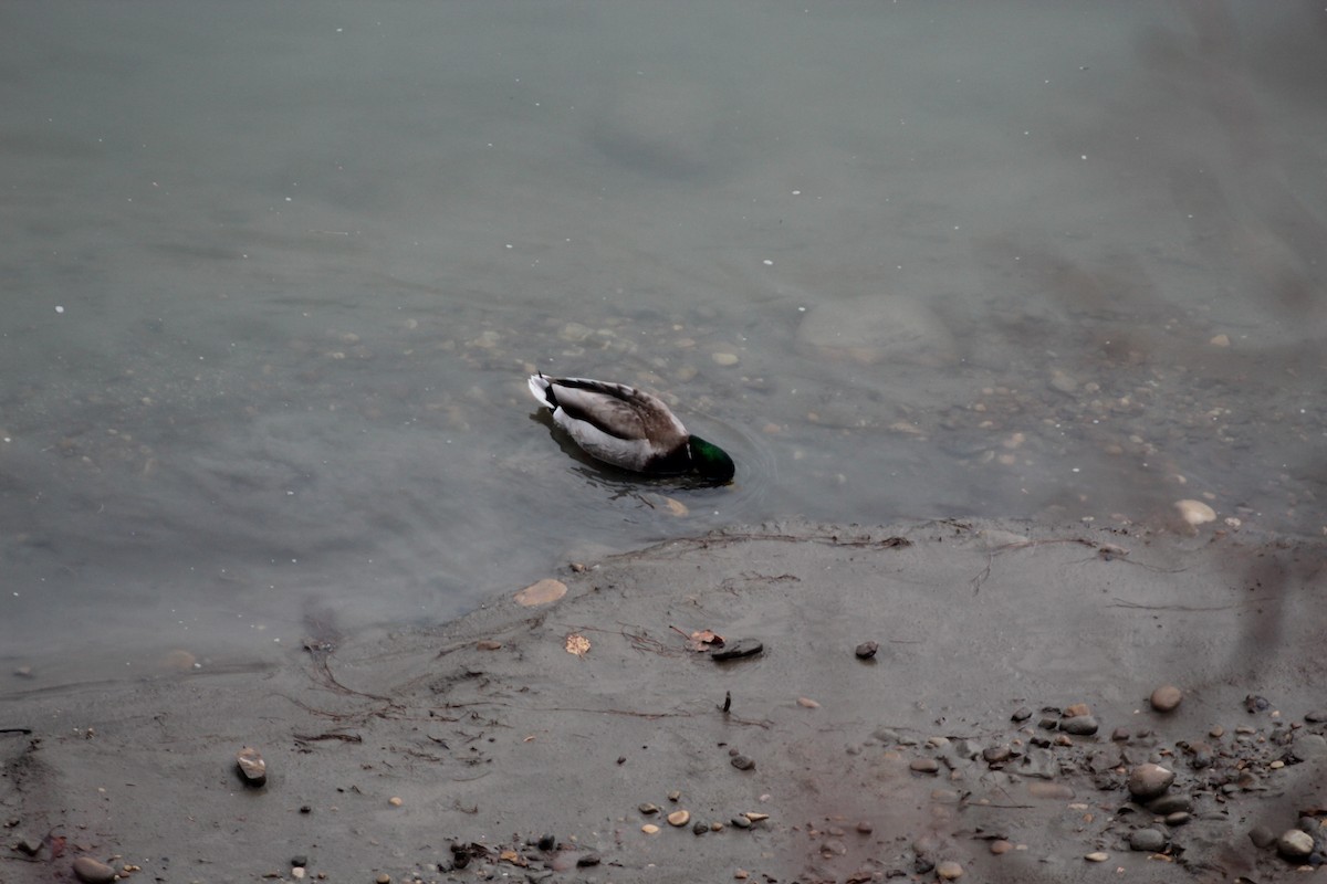 Mallard - ML644869771