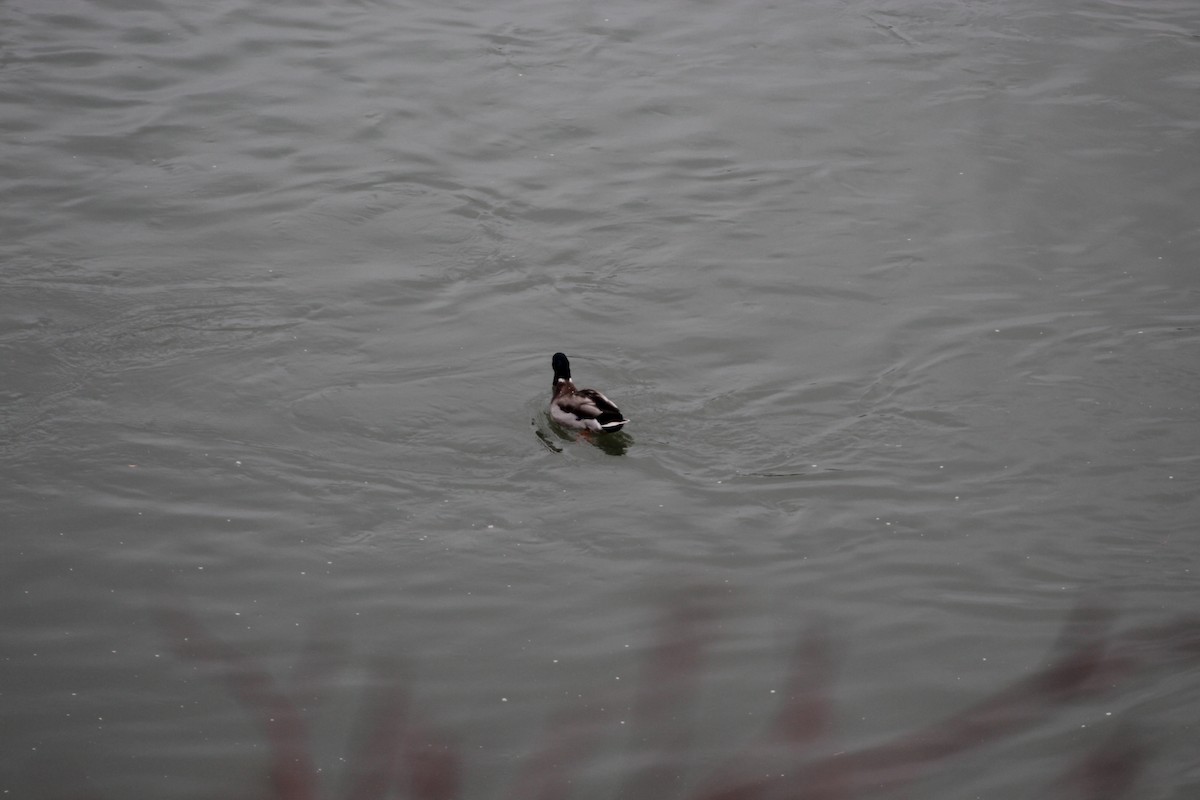 Mallard - ML644869772